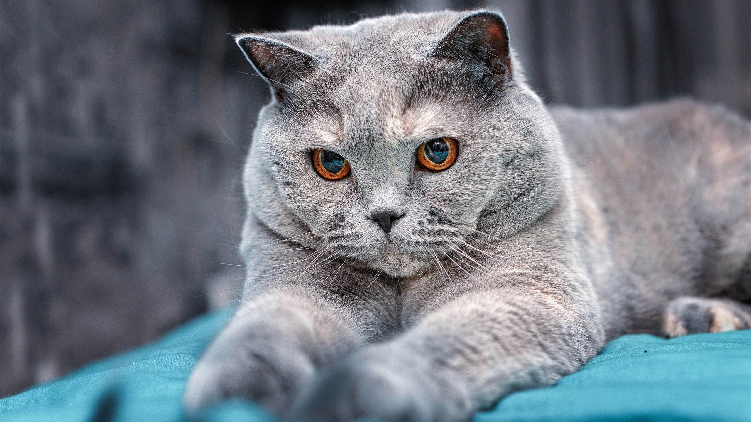 JIUYOU GAMING-_城市天际线骑行：俯瞰都市的速度之旅_，城市天际线电车好用吗