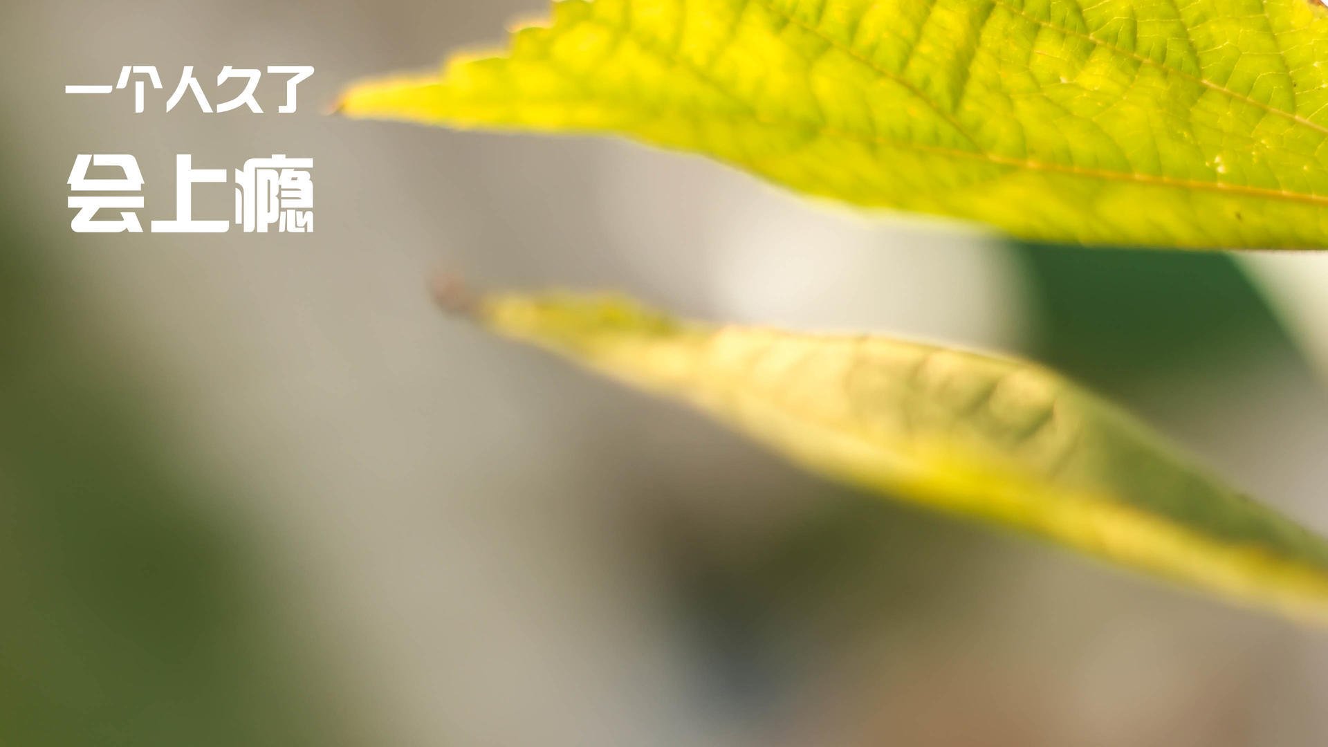 九游jiuyou-全国冰壶竞技锦标赛，冰面策略的精彩演绎，冰壶全国冠军赛