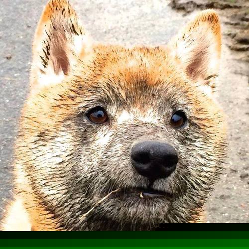 选手排位赛:谁将晋级总决赛?,排位赛冠军