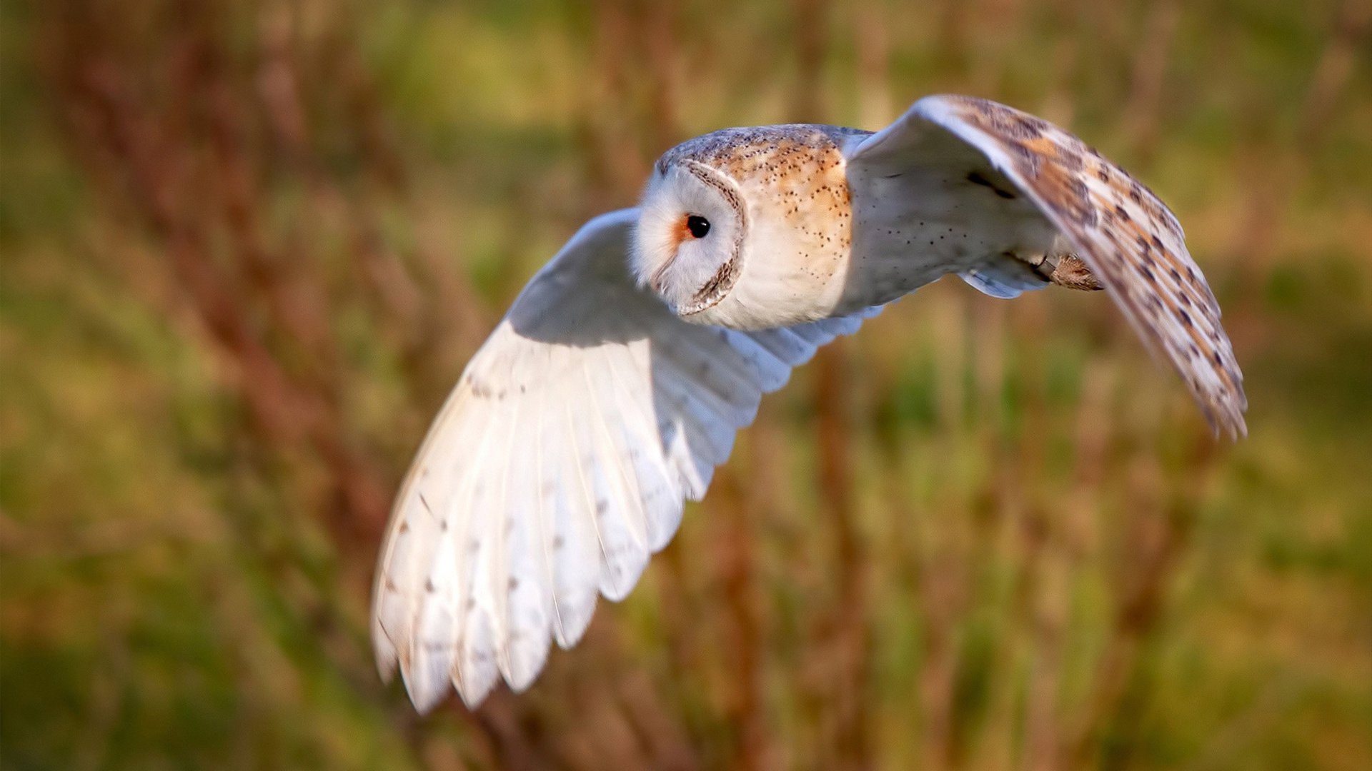 东亚洲际足球联赛场上明星闪耀,战力擂台,东亚足球锦标赛