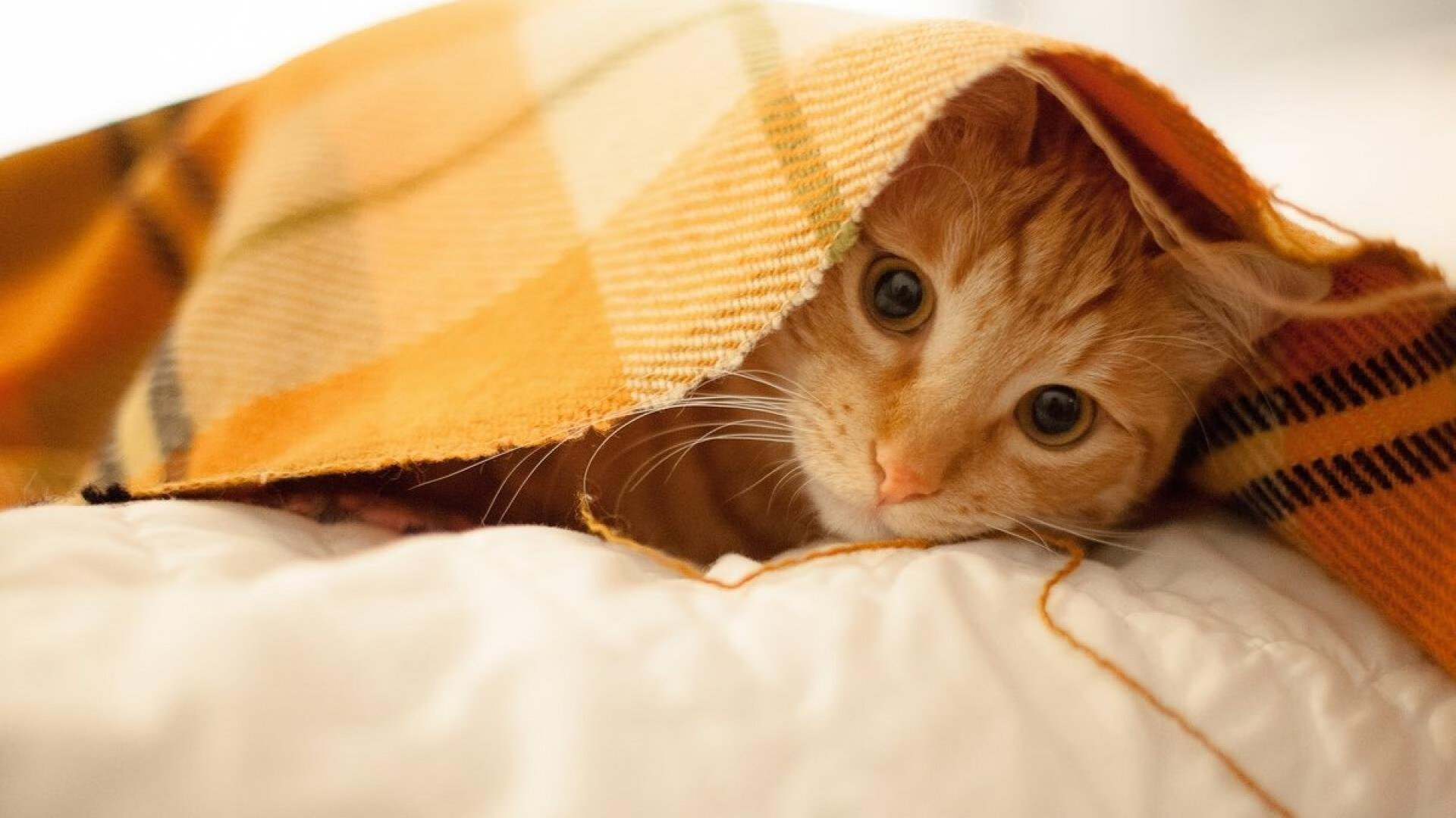 克罗地亚马术协会设立马匹福利基金，支持马匹退休生活。，克罗地亚马米奇