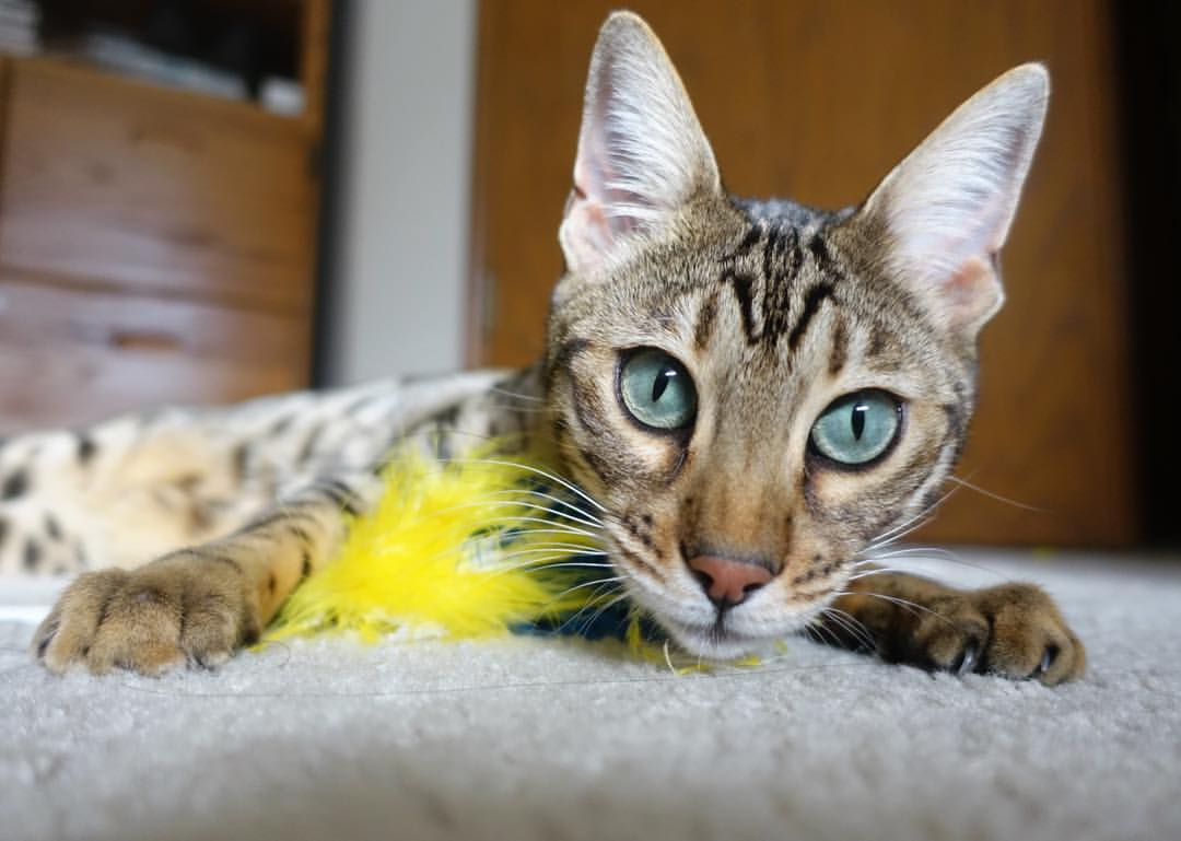 九游官网下载电脑版-威尔士队以惊人比分大胜白俄罗斯，提升信心，威尔士队强不强