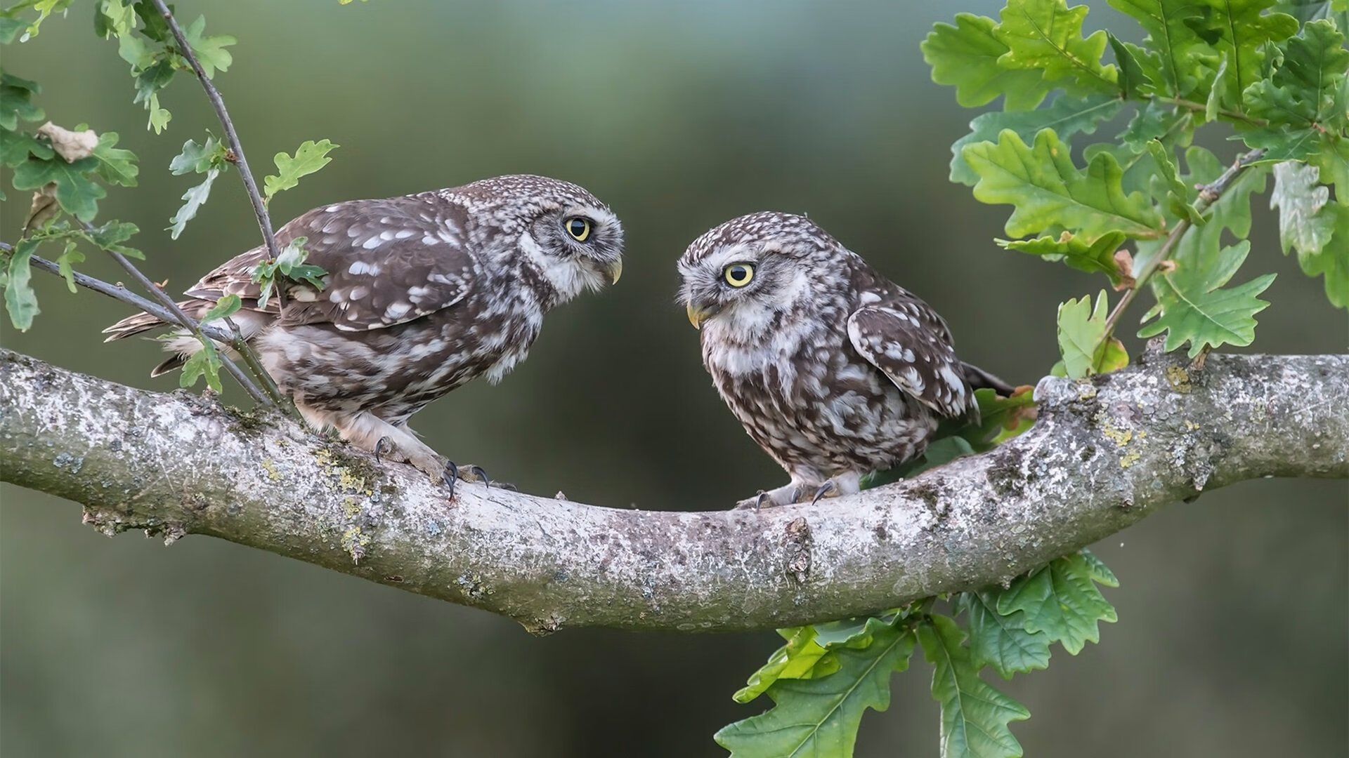 九游娱乐官网 (JIUYOU)-杭州绿城队主场击败重庆力帆，取得三分，杭州绿城比赛2020