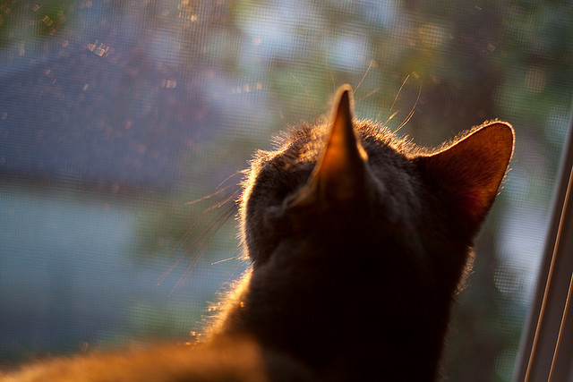 九游娱乐-特别报道奥运八强名单，奥运会八强有奖金吗