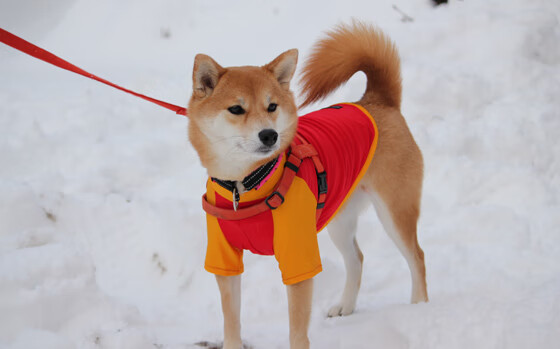 詹姆斯带领湖人强势反弹,詹姆斯在湖人队