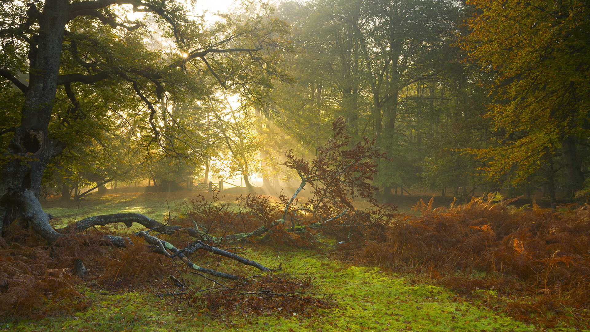 Jiu You-那不勒斯客场击败佛罗伦萨，因西涅建功，那不勒斯vs佛罗伦萨