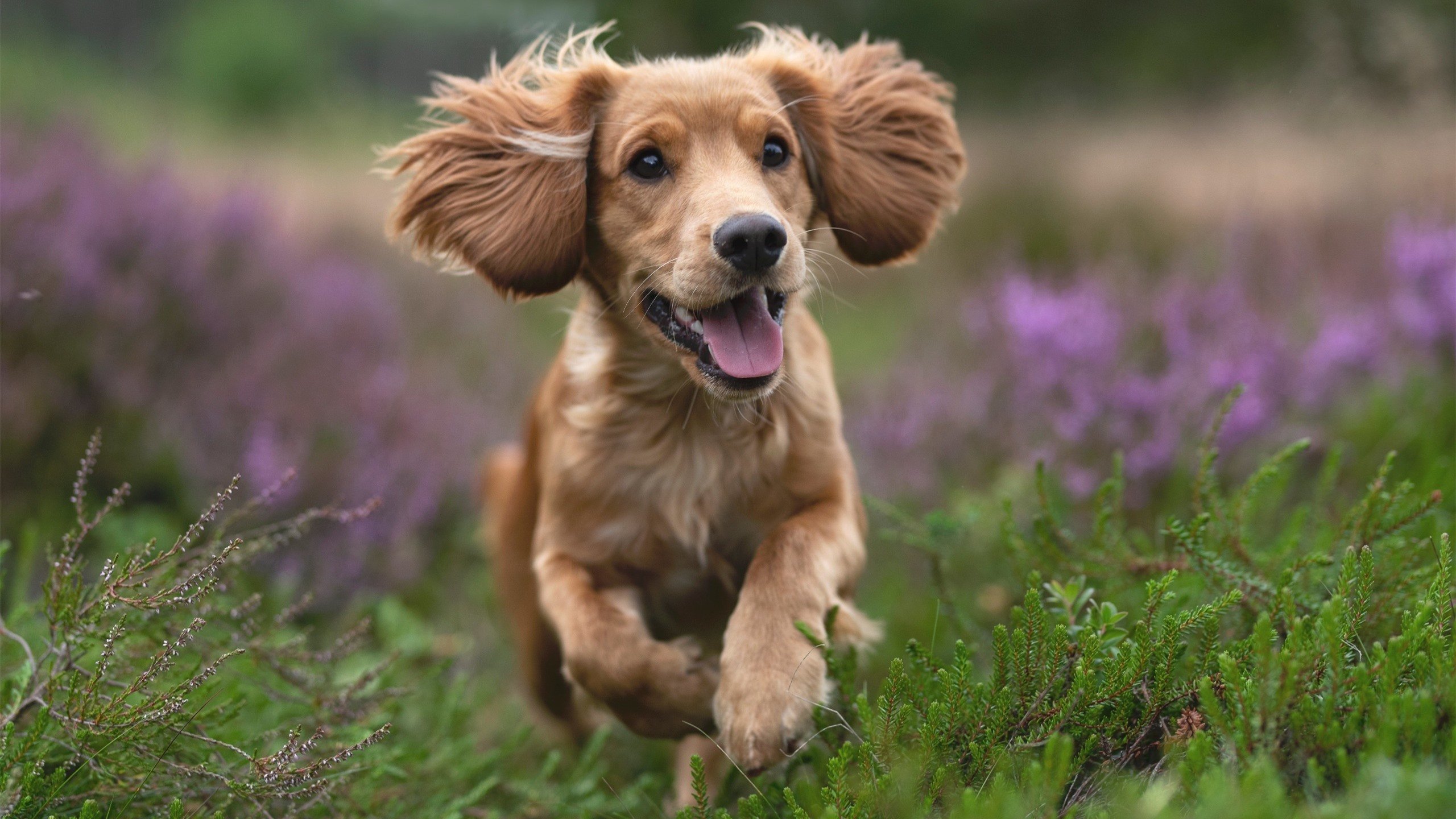 青训体系重建的挑战与机遇,青训模式