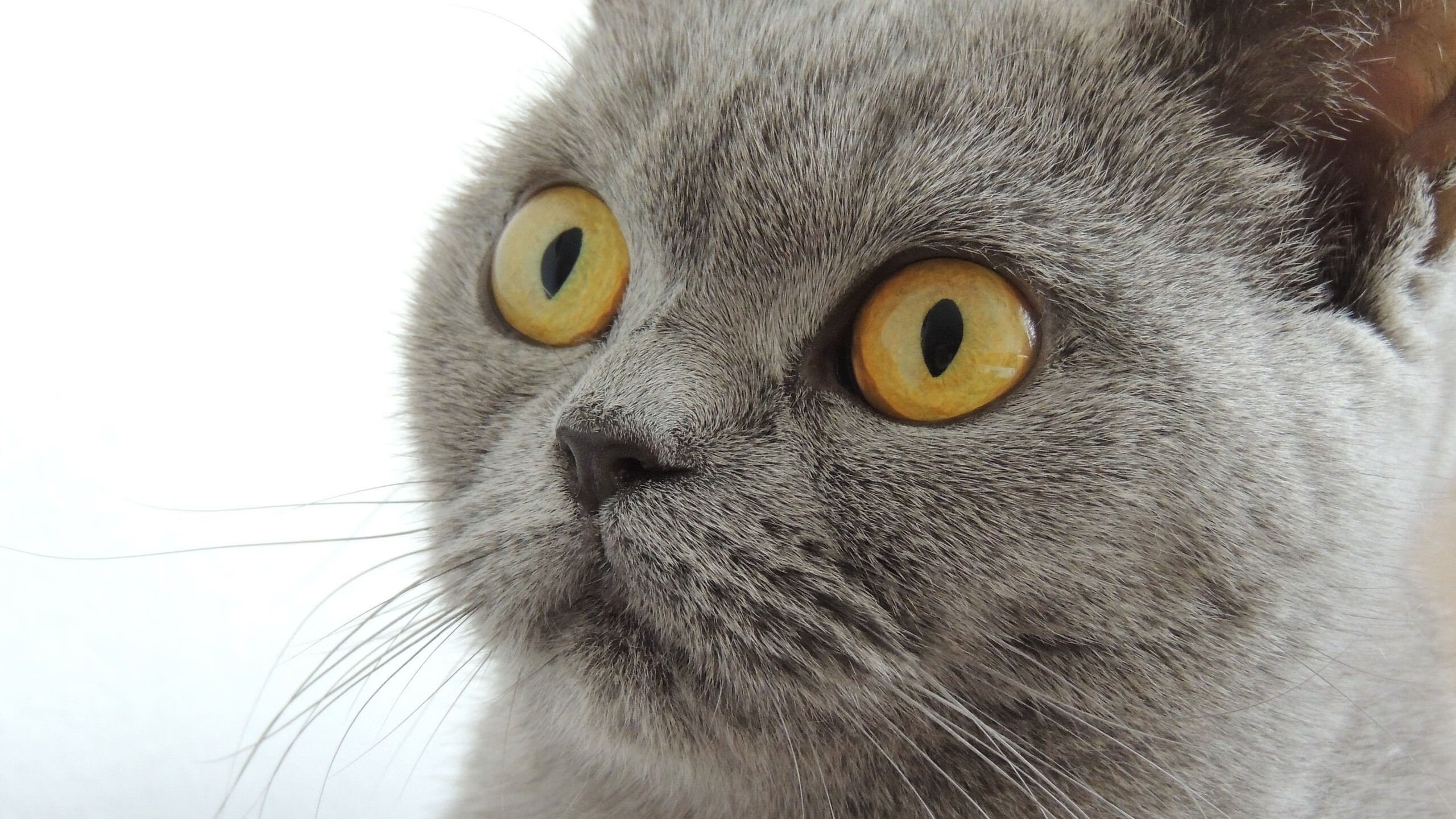 JiuyouAPP下载-NBA赛季关键比赛分析，nba赛季赛制