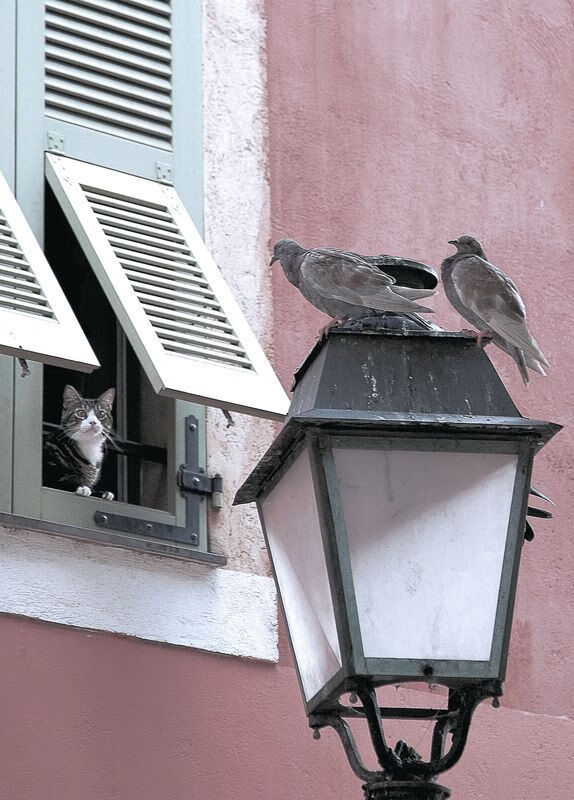划水节奏变化影响比赛结果,划水的梗出自哪里
