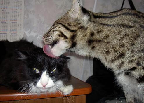 九游jiuyou-“费尔南多·比亚尔巴的传球与精准脚法，成为美洲狮队的得分保障”