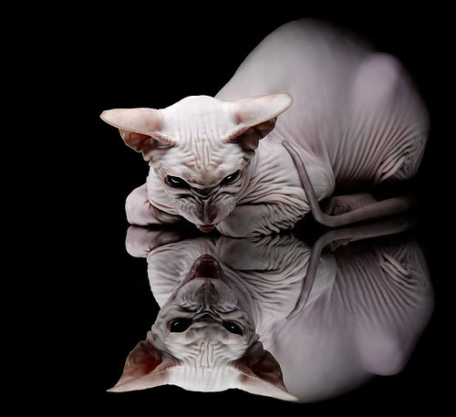 九游用户空间-多元包容理念引领橄榄球发展，多元包容标语