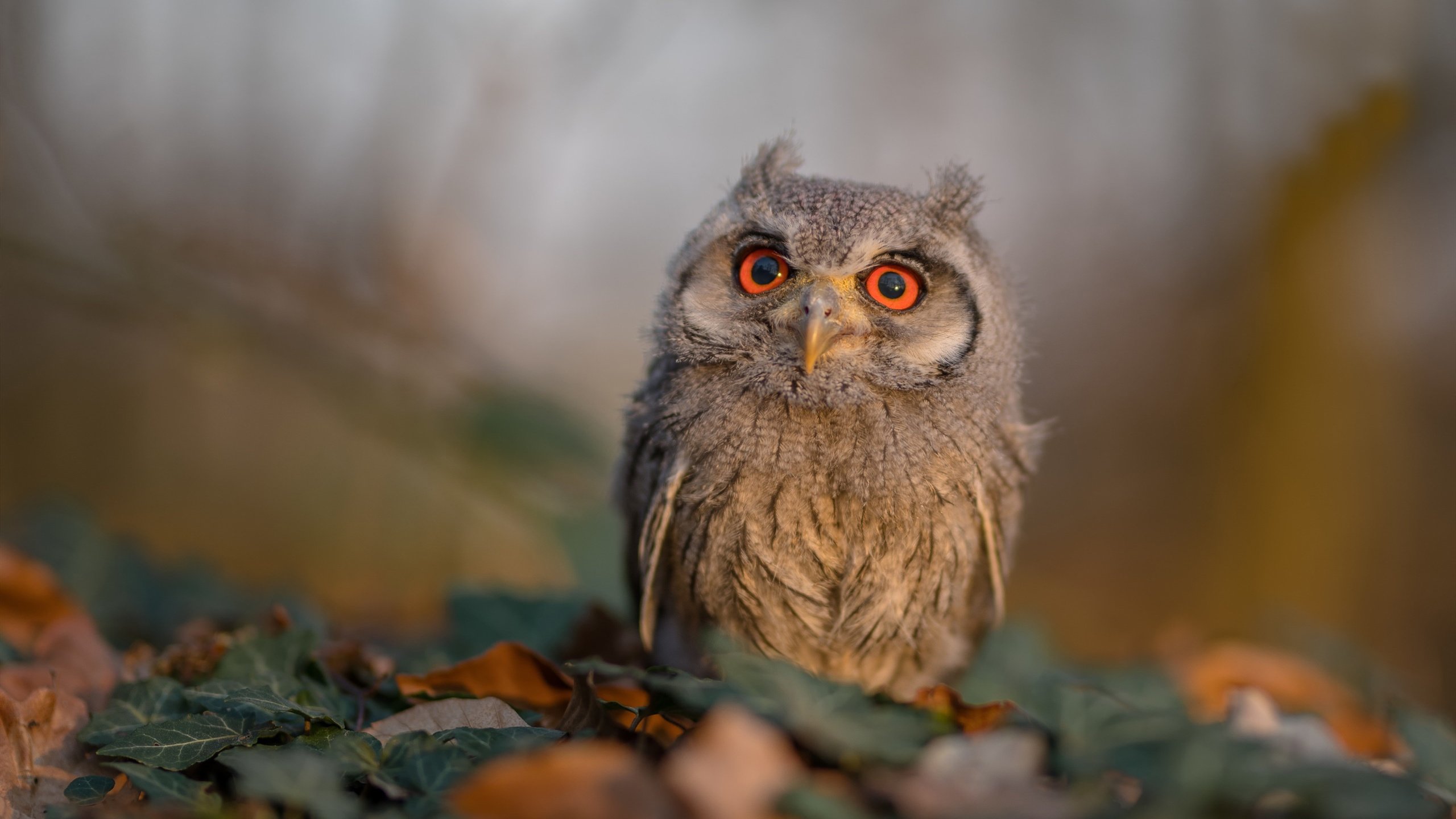 九游娱乐官网 (jiuyou)-朱婷现身大学讲座鼓励热爱体育，朱婷接受采访视频2020