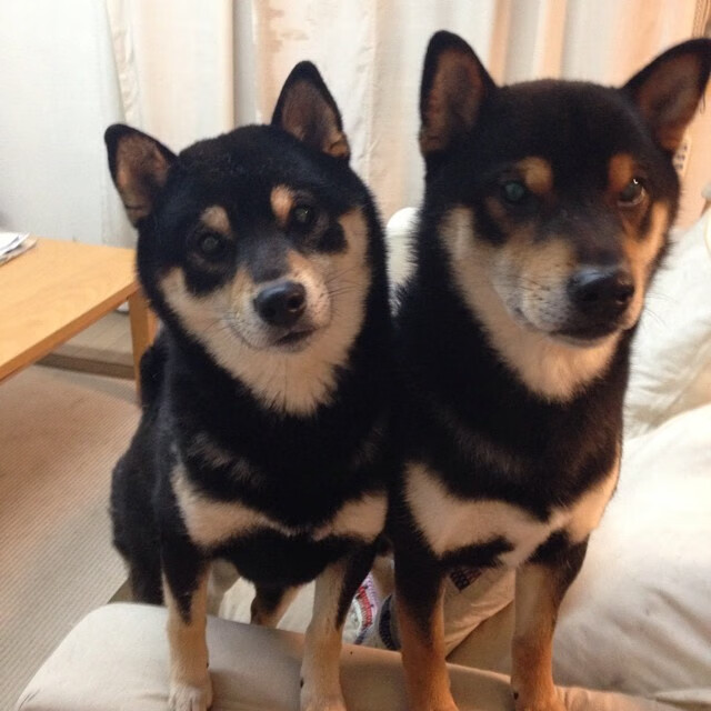 朱婷现身大学讲座鼓励热爱体育,朱婷接受采访视频2020