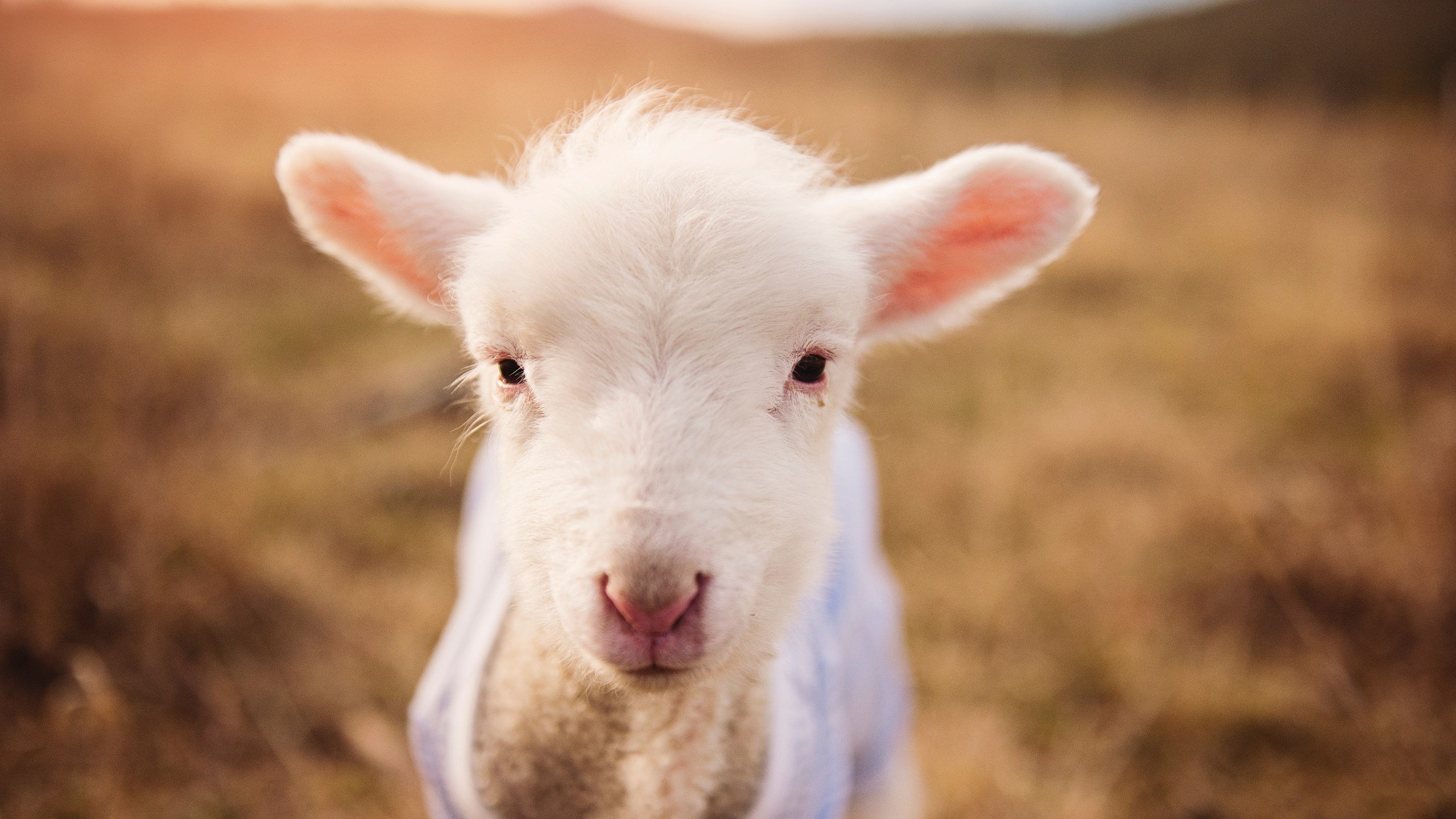 九游娱乐-温斯坦展现冠军气质 决赛发挥均衡，温斯坦强度指标