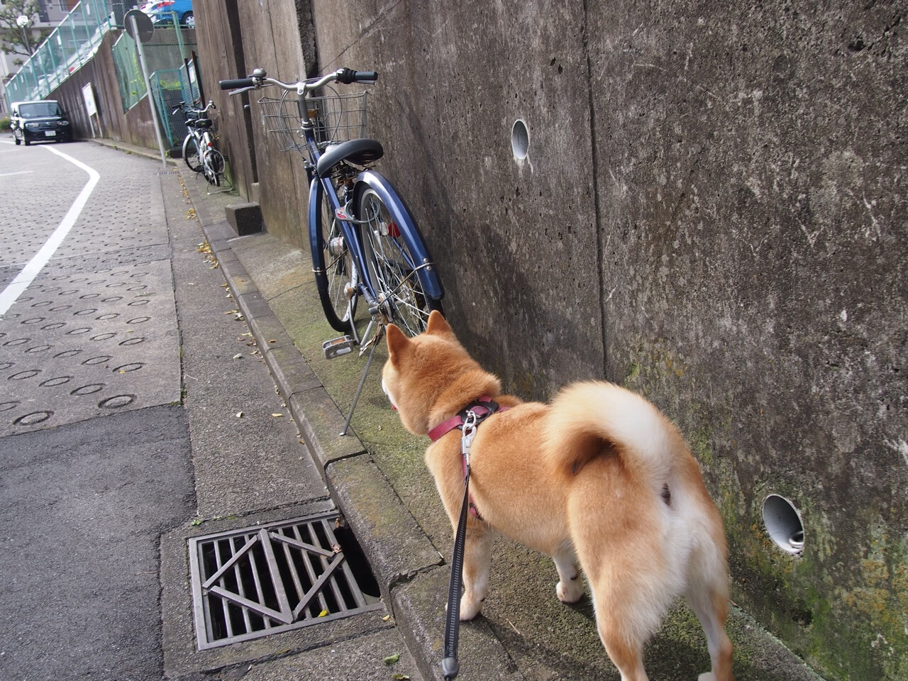 篮球数据平台开放API接口支持科研项目与战术研究接入,篮球数据网