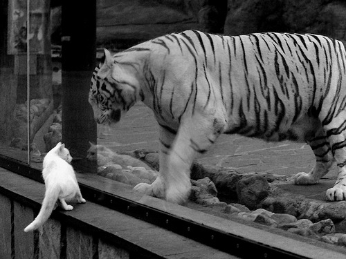 英格兰橄榄球迎来“男队+女队”双重热潮